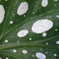 a large green leaf with white spots on it