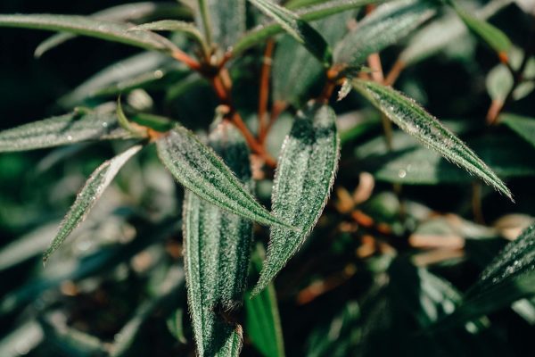 Detailed close-up of dew-covered green leaves showcasing nature's freshness and growth.