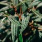 Detailed close-up of dew-covered green leaves showcasing nature's freshness and growth.