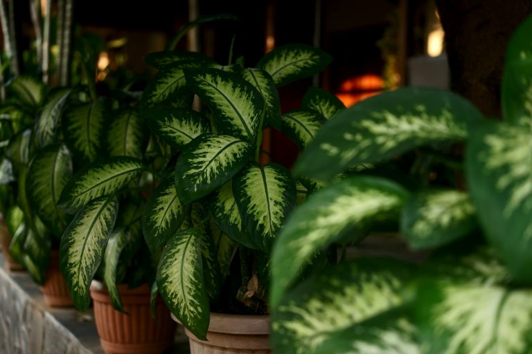 A row of potted plants sitting next to each other