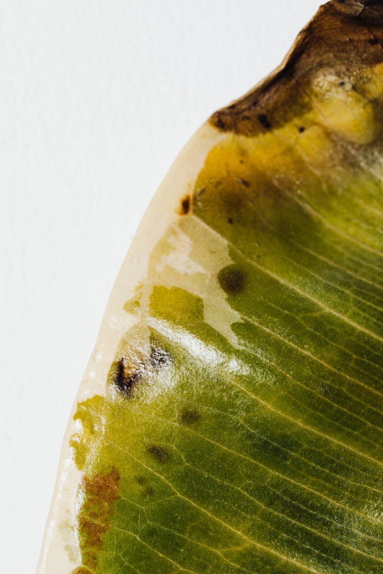 Close-up of a dried leaf revealing intricate veins and texture, ideal for nature-themed projects.