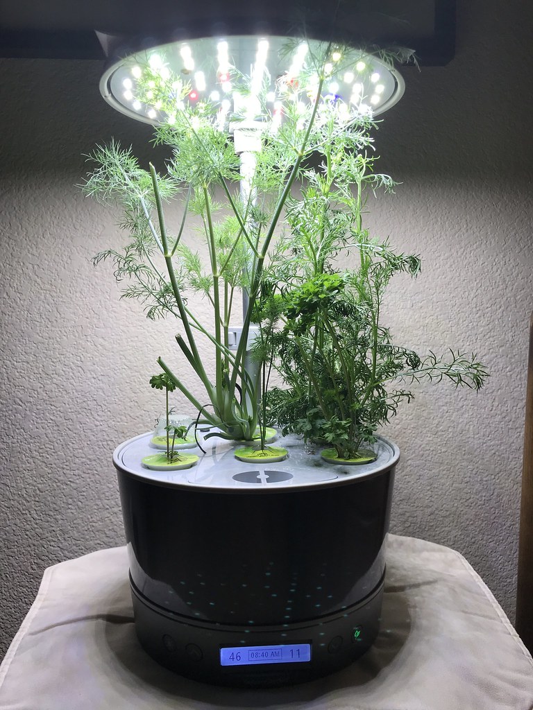 Clean Your Aerogarden: Easy Steps & Tips