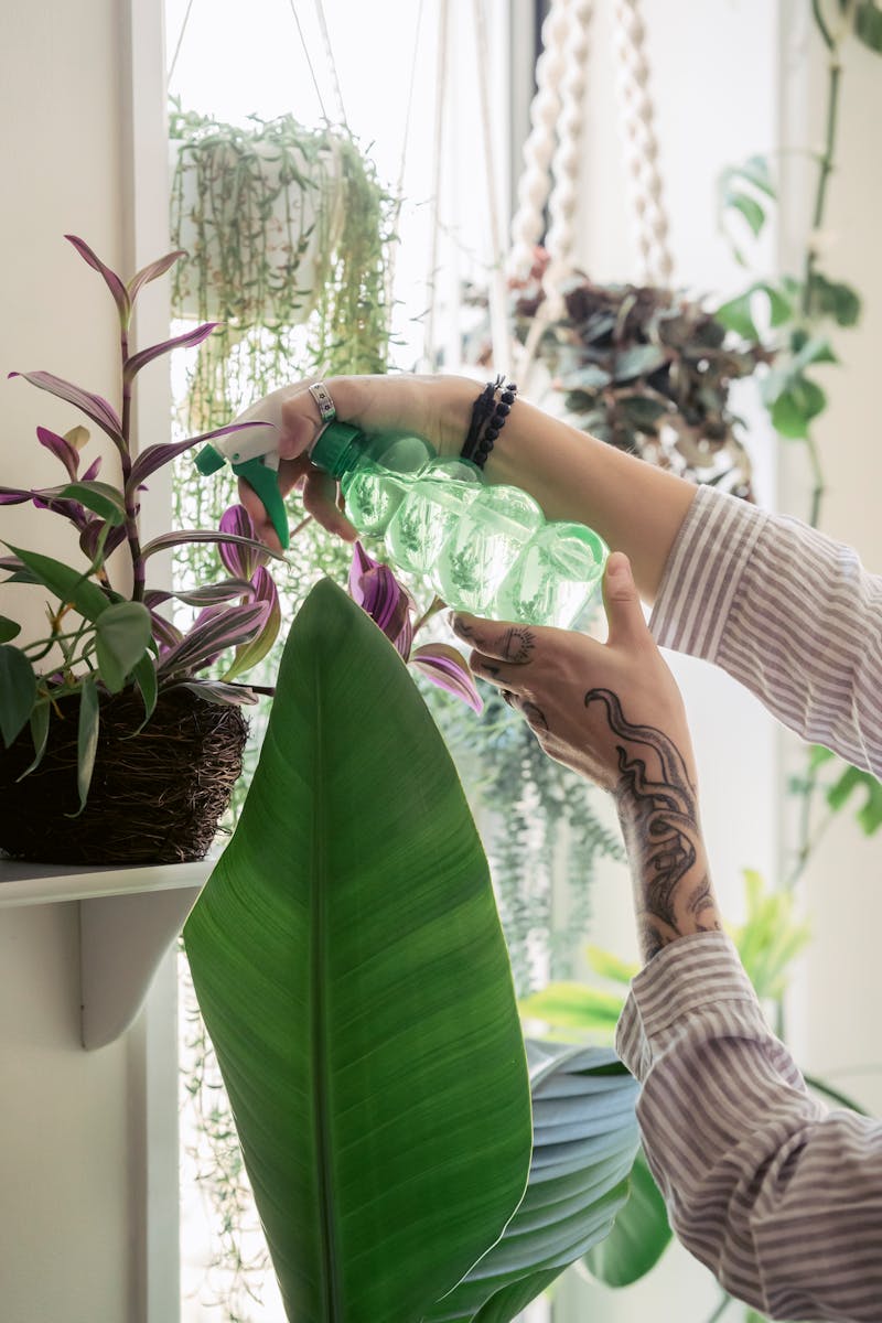 A tattooed woman gently waters hanging plants, focusing on indoor gardening.