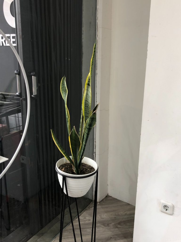 a potted plant sitting on top of a metal stand
