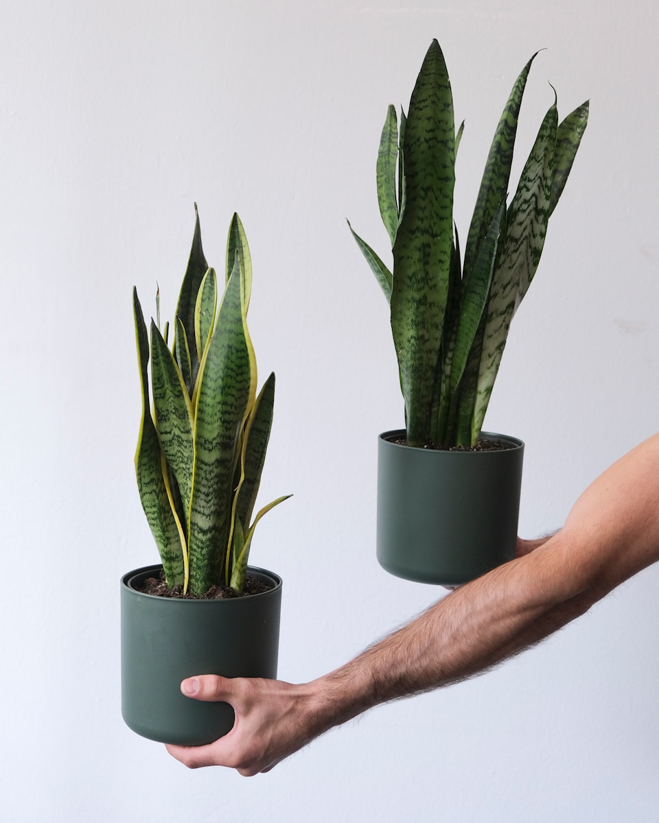 a hand holding a potted cactus